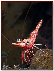 Durban hinge-beak shrimp checking me if i need some clean... by Marco Waagmeester 